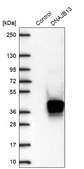 Anti-DNAJB13 antibody produced in rabbit Prestige Antibodies® Powered by Atlas Antibodies, affinity isolated antibody, buffered aqueous glycerol solution
