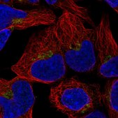 Anti-OAZ2 antibody produced in rabbit Prestige Antibodies® Powered by Atlas Antibodies, affinity isolated antibody, buffered aqueous glycerol solution