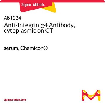 Anti-Integrin &#945;4 Antibody, cytoplasmic on CT serum, Chemicon&#174;