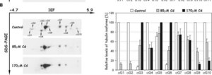 Anticorps anti-tubuline, détyrosiné Chemicon®, from rabbit