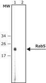 Anti-Rab5 antibody produced in rabbit ~1 mg/mL, affinity isolated antibody, buffered aqueous solution