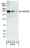 Rabbit anti-ARID4B Antibody, Affinity Purified Powered by Bethyl Laboratories, Inc.