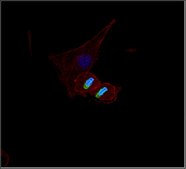 Anti-phospho Histone H3 (Ser10) Antibody, Alexa Fluor™ 488 Conjugate from rabbit, ALEXA FLUOR™ 488