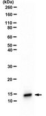 Anti-acetyl Histone H4 (Lys12) Antibody 0.5 mg/mL, from rabbit