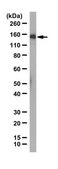 Anti-SHIP1 Antibody from rabbit, purified by affinity chromatography
