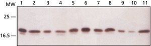 Anti-Ribosomal Protein L26 (N-terminal) antibody produced in rabbit ~1 mg/mL, affinity isolated antibody, buffered aqueous solution