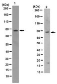Anti-TrpV6 Antibody, clone 4A5.1 culture supernatant, clone 4A5.1, from mouse