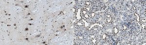 Anti-Semaphorin 3A Antibody, clone Sema-3A clone Sema-3A, from mouse