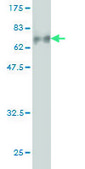 Monoclonal Anti-GIT2 antibody produced in mouse clone M1, purified immunoglobulin, buffered aqueous solution
