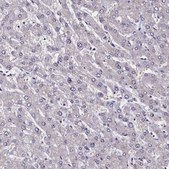 Anti-CCDC97 antibody produced in rabbit Prestige Antibodies® Powered by Atlas Antibodies, affinity isolated antibody, buffered aqueous glycerol solution