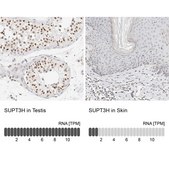 Anti-SUPT3H antibody produced in rabbit Prestige Antibodies® Powered by Atlas Antibodies, affinity isolated antibody, buffered aqueous glycerol solution