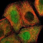Anti-PSMD5 antibody produced in rabbit Prestige Antibodies® Powered by Atlas Antibodies, affinity isolated antibody, buffered aqueous glycerol solution