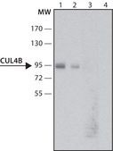 Anti-Cullin-4B antibody produced in rabbit ~1.0 mg/mL, affinity isolated antibody, buffered aqueous solution