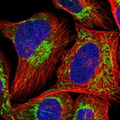 Anti-MRPS36 antibody produced in rabbit Prestige Antibodies® Powered by Atlas Antibodies, affinity isolated antibody, buffered aqueous glycerol solution