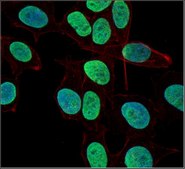 Anti-acetyl Histone H4 (Lys12) Antibody 0.5 mg/mL, from rabbit