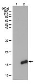 Anti-dimethyl Histone H3 (Arg26), Asymmetric Antibody from rabbit, purified by affinity chromatography