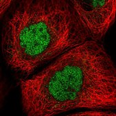 Anti-GLB1L2 antibody produced in rabbit Prestige Antibodies® Powered by Atlas Antibodies, affinity isolated antibody, buffered aqueous glycerol solution