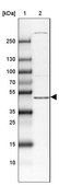Anti-DAPK3 antibody produced in rabbit Prestige Antibodies® Powered by Atlas Antibodies, affinity isolated antibody, buffered aqueous glycerol solution
