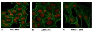 Anti-dimethyl Histone H2B Antibody (Pro1) from rabbit, purified by affinity chromatography