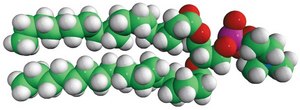 18:0 PC (DSPC) Avanti Research™ - A Croda Brand