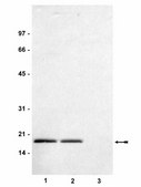 Anti-dimethyl-Histone H3 (Lys36) Antibody serum, Upstate®