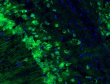 Neuro-Chrom Pan Neuronal Marker Antibody-Rabbit, Alexa488 conjugate Neuro-Chrom, from rabbit