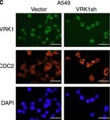 Anti-Cdk1/Cdc2 (PSTAIR) Antibody Upstate®, from rabbit