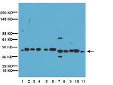 Anti-Connexin 40 Antibody Chemicon®, from rabbit