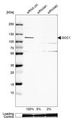 Anti-GCC1 antibody produced in rabbit Prestige Antibodies® Powered by Atlas Antibodies, affinity isolated antibody, buffered aqueous glycerol solution