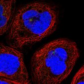 Anti-CLEC11A antibody produced in rabbit Prestige Antibodies® Powered by Atlas Antibodies, affinity isolated antibody, buffered aqueous glycerol solution