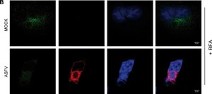 Monoclonal Anti-γ-Adaptin antibody produced in mouse clone 100/3, ascites fluid