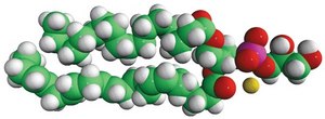 18:0-22:6 PG Avanti Research™ - A Croda Brand
