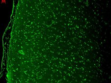 Monoclonal Anti-CACNA1D antibody produced in mouse clone S48A-9, 1 mg/mL, purified immunoglobulin