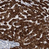 Anti-FMO3 antibody produced in rabbit Prestige Antibodies® Powered by Atlas Antibodies, affinity isolated antibody, buffered aqueous glycerol solution