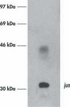 Anti-c-Jun/AP-1 (Ab-3) Mouse mAb (76) liquid, clone 76, Calbiochem&#174;