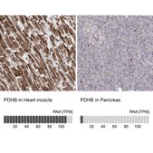 Anti-PDHB antibody produced in rabbit Prestige Antibodies® Powered by Atlas Antibodies, affinity isolated antibody, buffered aqueous glycerol solution