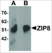 Anti-ZIP8 antibody produced in rabbit affinity isolated antibody, buffered aqueous solution