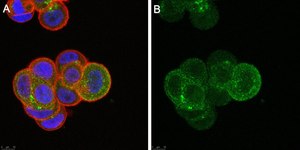 Anti-Rab5A Antibody, clone 3L17 ZooMAb® Rabbit Monoclonal recombinant, expressed in HEK 293 cells