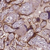 Monoclonal Anti-FLT1 antibody produced in mouse Prestige Antibodies® Powered by Atlas Antibodies, clone CL0344, purified immunoglobulin, buffered aqueous glycerol solution