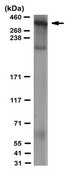 Anti-TRRAP Antibody, clone 2TRR-1B3 ascites fluid, clone 2TRR-1B3, from mouse