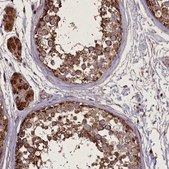 Anti-FAM96B antibody produced in rabbit Prestige Antibodies® Powered by Atlas Antibodies, affinity isolated antibody, buffered aqueous glycerol solution