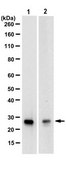 Anti-RGS2 Antibody, clone 9D9.1 clone 9D9.1, from mouse