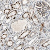 Anti-NDFIP1 antibody produced in rabbit Prestige Antibodies® Powered by Atlas Antibodies, affinity isolated antibody, buffered aqueous glycerol solution
