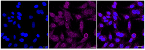Anti Vav1/2/3 Antibody, clone 24GB2645, Rabbit Monoclonal clone 24GB2645, recombinant rabbit monoclonal, expressed in HEK293 cells