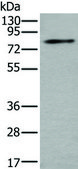 Anti-ZDHHC5 affinity isolated antibody