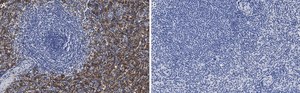 Anti-FcεRI γ-subunit Antibody, clone 1B6 ZooMAb® Rabbit Monoclonal recombinant, expressed in HEK 293 cells