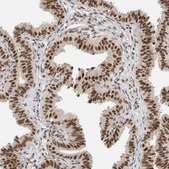 Anti-DDX42 antibody produced in rabbit affinity isolated antibody, buffered aqueous glycerol solution