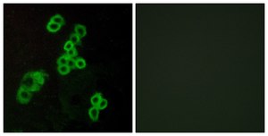 Anti-EDG2 antibody produced in rabbit affinity isolated antibody