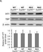 Anti-Huntingtin Protein Antibody, a.a. 181-810, clone 1HU-4C8 ascites fluid, clone 1HU-4C8, Chemicon®