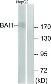 Anti-BAI1 antibody produced in rabbit affinity isolated antibody